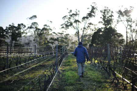 Holm Oak Vineyard