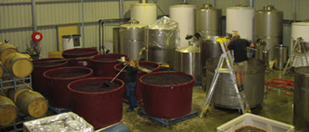 Holm Oak Winemaking