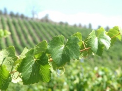 Roslyn Estate vineyard3